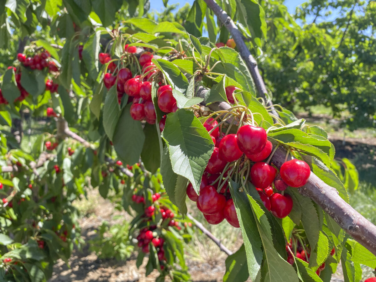California’s Cherry Season Draws Crowds to UPick Farms Minuteman Militia