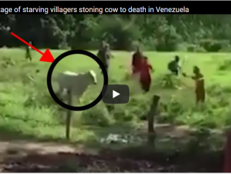 Starving Villagers Stone Cow